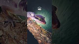 Malayan forest gecko Reptiles #animals#wildlife#shorts#short#snake#shortvideo#youtubeshorts