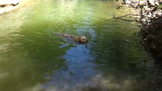 Golden Retriever River #dogs #cani #swimmingdogs #bestfriends #miglioreamico #riverdog #canialfiume