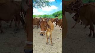 World Famous cows |whit Desert #trending  #viralvideo  #shorts  #short