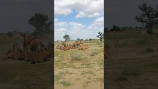 camels in rajasthan #shorts