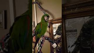 Talking Parrot!  First time catching her talking on video