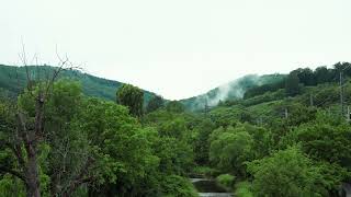 Deep Green Forest around a River | FREE DOWNLOAD #NoCopyright 4k #StockFootage