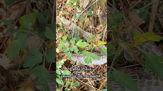 Cobra's skin found in the backyard | Indian spectacled cobra | # Shorts