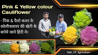 Pink & Yellow Cauliflower Farming In India |  Carotena & Valentena Syngenta | Coloured Cauliflower.