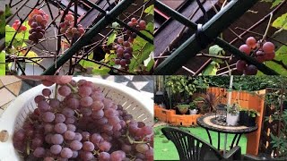 HARVESTING GRAPES IN OUR BACKYARD | GARDEN VLOG 2022 | BUHAY JAPAN