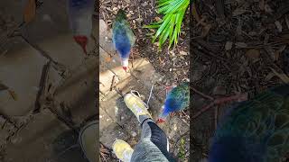 These two swamphens won’t leave my laces alone!!