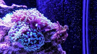 60G Reef: When Snails Attack!!!