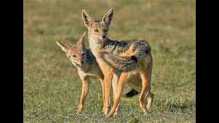 Must watch from Maasai Mara | Savanna plains | Rare Black backed jackal couple romance & courtship