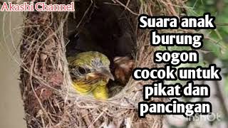 Suara anak burung sogon Cocok untuk pikat dan pancingan