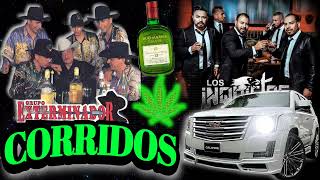 corridos perrones 💥 grupo exterminador 🆚 los inquietos del norte