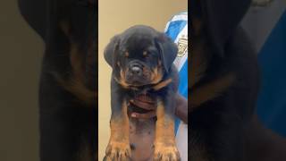 Pedigree Rottweiler available for new home. Contact +233553284056 #puppy #dog #rottweiler #shorts