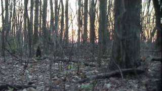 Virginia Turkey Hunt (Uncle Pete)