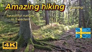 Hiking -  amazing beautiful swedish nature. Forest adventure