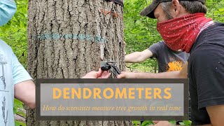 Dendrometers: How do scientists measure tree growth in real-time