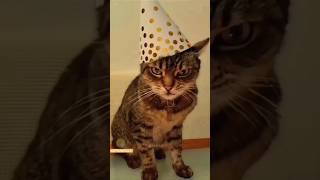 Funny Animals 2023 😂 - Funniest Cats and Dogs video 🐱🐶 #shorts