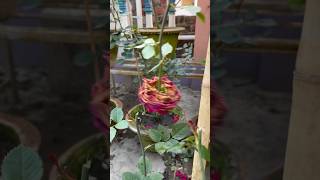 rose care tips for all season@banita21#shorts#viral#rose#youtubeshorts#gardening