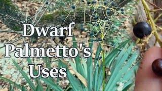 Dwarf Palmetto: food, medicine, & thatching