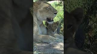 lion cub #krugersightings #lions