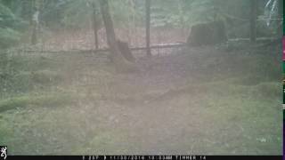 Western Washington Wolf chasing Elk