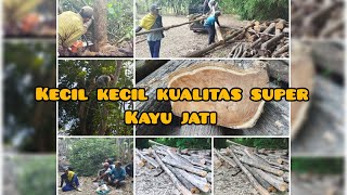 proses tebang kayu jati di desa sekaligus gotong gotong