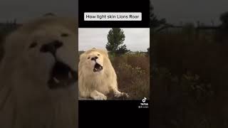 How Lights Skinned Lions Roar VS Dark Skinned Lions Roar 😂