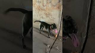 My black dog cooling off in tunnel got overheated