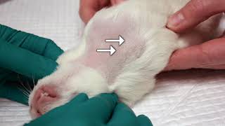 Non-terminal blood sampling techniques in guinea pigs.