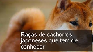 Raças de cachorros japoneses que tem de conhecer