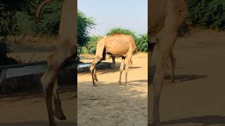 A camel has no shoulder #shorts  #shortvideo  #youtubeshorts