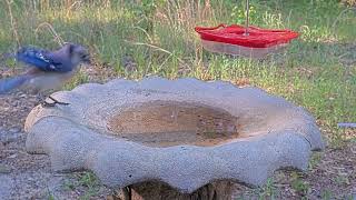 Watching the Birdbath May 2022