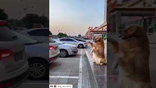 A Dog's Paw some Parking Skills Unveiling the Extraordinary Act of Canine Car Assistance