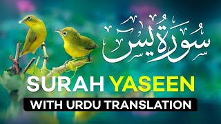 Surah Yasin(Yaseen) | Full With Arabic Text | Beautiful recitation|یس سورہ 36|006692|edit&kuvxfz