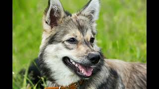 Swedish Vallhund