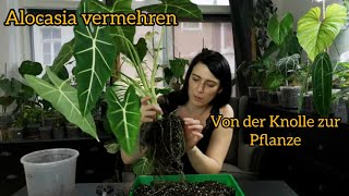 Alocasia vermehren - Knollen ernten und austreiben lassen