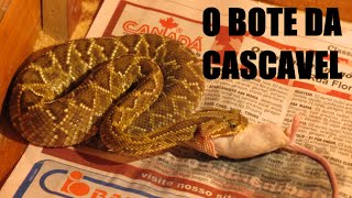 Rattlesnake (crotalus durissus) Cascavel