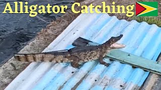 Guyanese Boys Catching Alligator