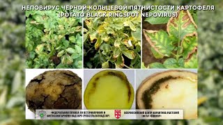 Неповирус черной кольцевой пятнистости картофеля (Potato black ringspot nepovirus)