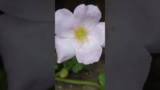 lilac colored portulaca blooms... 😍😍