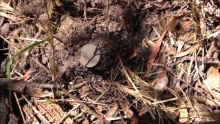 Metal detecting In Queensland Australia with john24gold