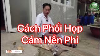 Cách phối cám nền câu phi dv và tự nhiên .,..