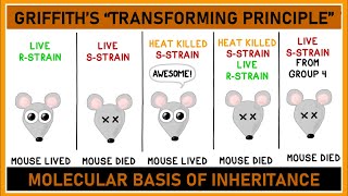 Griffith's Experiment of Transformation - Molecular Basis of Inheritance - Class12 in hindi