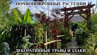 Почвопокровные растения, травы и злаки в моем саду! ОБЗОР САДА 02 СЕНТЯБРЯ 2022