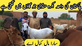 Cow Mandi In Village | گاؤں کی بکرہ منڈی | goat 🐐 Mandi In Mandi Bahauddin| How To Buy Bakra For EID