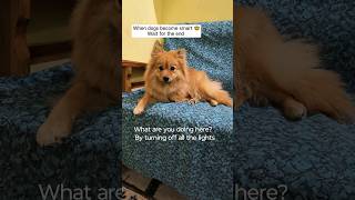 When dogs make fool of humans#shorts#comedy#funny#viral