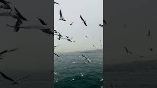 Flying birds | Seagulls | wild vibes with animation | AI #wildvibeswithanimation #seagulls