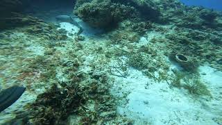 CozuMel Nurse Shark ..