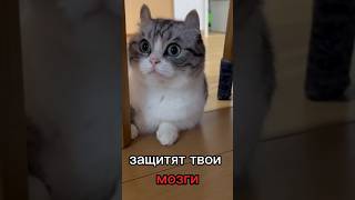 Проду? #растения #пвз #pvz #камару #кошка #cat #рек #песня #animation #зомби #комару #топ #котики