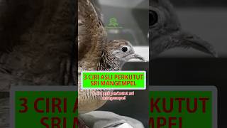 3 Ciri Asli Perkutut Sri Mangempel #shorts #perkutut #katuranggan #burung #burungperkutut #geopelia