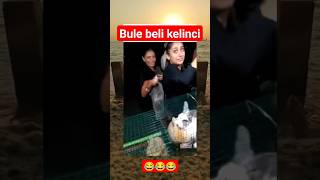 bule beli kelinci #funnyshorts #meme #lucu