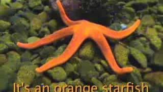 It's an Orange Starfish!